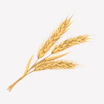 McDonald's Wheat Allergen